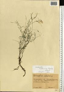 Astragalus ucrainicus Popov & Klokov, Eastern Europe, South Ukrainian region (E12) (Ukraine)