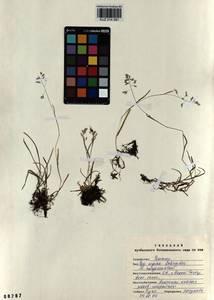 Poa supina Schrad., Siberia, Altai & Sayany Mountains (S2) (Russia)
