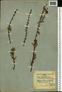 Larix decidua var. polonica (Racib. ex Wóycicki) Ostenf. & Syrach, Eastern Europe, Moscow region (E4a) (Russia)