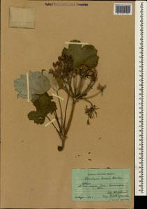 Heracleum villosum (Hoffm.) Fisch. ex Spreng., Crimea (KRYM) (Russia)