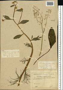 Rorippa amphibia (L.) Besser, Eastern Europe, Central region (E4) (Russia)