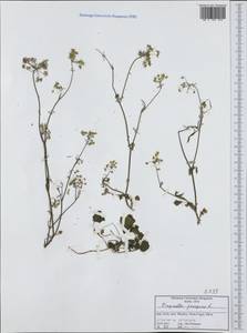 Pimpinella peregrina L., Western Europe (EUR) (Italy)