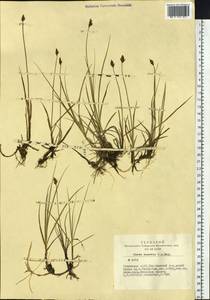 Carex enervis C.A.Mey., Siberia, Altai & Sayany Mountains (S2) (Russia)