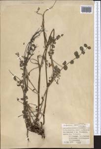 Hedysarum baldshuanicum B.Fedtsch., Middle Asia, Pamir & Pamiro-Alai (M2) (Tajikistan)
