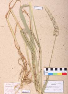 Phalaris arundinacea L., Siberia, Altai & Sayany Mountains (S2) (Russia)