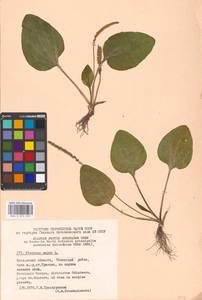 Plantago major L., Eastern Europe, Moscow region (E4a) (Russia)