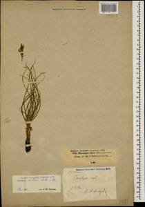 Candollea mollis (M. Bieb.) Yild., Caucasus, Stavropol Krai, Karachay-Cherkessia & Kabardino-Balkaria (K1b) (Russia)