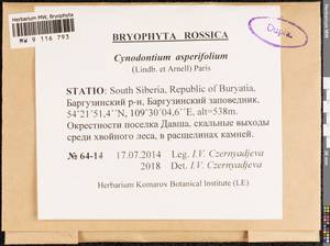 Cynodontium asperifolium (Lindb. ex Arnell) Paris, Bryophytes, Bryophytes - Baikal & Transbaikal regions (B18) (Russia)