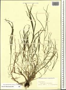 Poa masenderana Freyn & Sint., Caucasus, Azerbaijan (K6) (Azerbaijan)