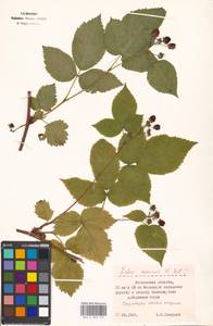 Rubus nessensis Hall, Eastern Europe, Moscow region (E4a) (Russia)