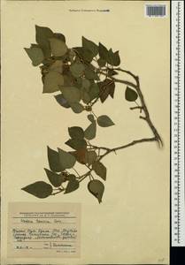 Hedera helix L., Crimea (KRYM) (Russia)