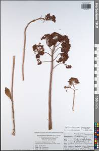 Hylotelephium telephium subsp. telephium, Eastern Europe, Central region (E4) (Russia)
