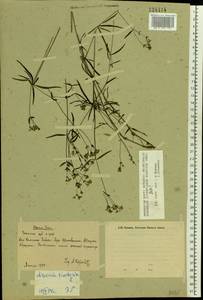 Cynanchica tinctoria (L.) Fourr., Eastern Europe, Eastern region (E10) (Russia)