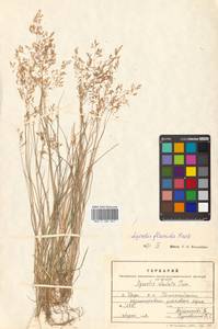 Agrostis flaccida Hack., Siberia, Russian Far East (S6) (Russia)