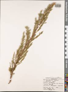 Juniperus sabina L., Eastern Europe, Central region (E4) (Russia)