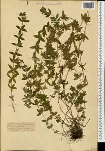 Cruciata laevipes Opiz, Caucasus, Stavropol Krai, Karachay-Cherkessia & Kabardino-Balkaria (K1b) (Russia)