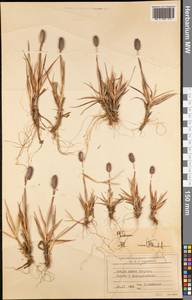 Phleum, America (AMER) (South Georgia and the South Sandwich Islands)