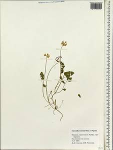 Securigera parviflora (Desv.)Lassen, South Asia, South Asia (Asia outside ex-Soviet states and Mongolia) (ASIA) (Israel)