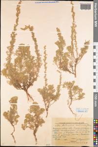 Artemisia austriaca Jacq., Eastern Europe, North Ukrainian region (E11) (Ukraine)