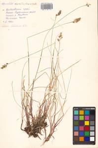 Anthoxanthum monticola (Bigelow) Veldkamp, Siberia, Russian Far East (S6) (Russia)