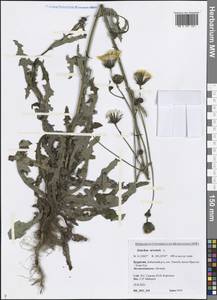 Sonchus arvensis L., Siberia, Baikal & Transbaikal region (S4) (Russia)