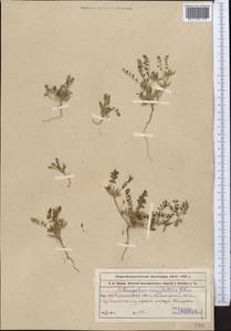 Astragalus oxyglottis Stev. ex M. Bieb., Middle Asia, Northern & Central Tian Shan (M4) (Kazakhstan)