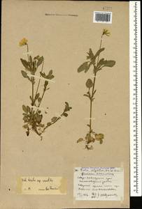 Viola tricolor subsp. alpestris (Ging.) Ces., Caucasus, Stavropol Krai, Karachay-Cherkessia & Kabardino-Balkaria (K1b) (Russia)