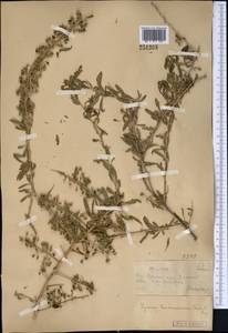 Lycium depressum Stocks, Middle Asia, Syr-Darian deserts & Kyzylkum (M7) (Kazakhstan)