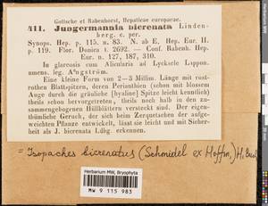 Isopaches bicrenatus (Schmidel ex Hoffm.) H. Buch, Bryophytes, Bryophytes - Western Europe (BEu) (Sweden)