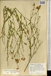 Poacynum pictum (Schrenk) Baill., Mongolia (MONG) (Mongolia)