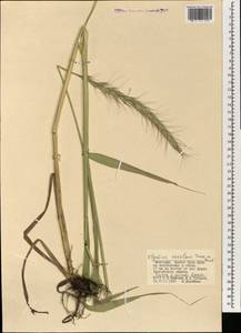 Elymus dahuricus Griseb., Mongolia (MONG) (Mongolia)