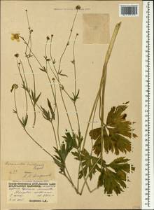 Ranunculus raddeanus Regel, Caucasus, North Ossetia, Ingushetia & Chechnya (K1c) (Russia)