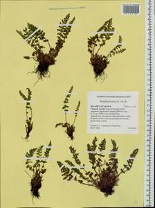 Woodsia ilvensis (L.) R. Br., Siberia, Altai & Sayany Mountains (S2) (Russia)