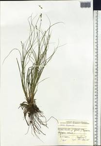 Carex lapponica O.Lang, Siberia, Central Siberia (S3) (Russia)