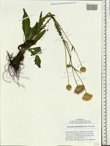 Klasea cardunculus (Pall.) Holub, Eastern Europe, Middle Volga region (E8) (Russia)