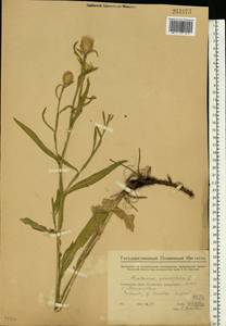 Centaurea glastifolia subsp. glastifolia, Eastern Europe, Eastern region (E10) (Russia)