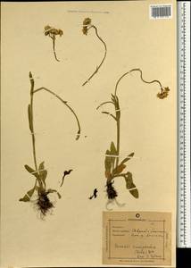 Tephroseris integrifolia (L.) Holub, Mongolia (MONG) (Mongolia)
