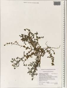 Frankenia pulverulenta, Africa (AFR) (Spain)