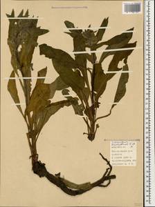 Solenanthus brachystemon Fisch. & C. A. Mey. ex Hohen., Caucasus, Azerbaijan (K6) (Azerbaijan)