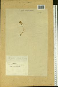 Anthoxanthum nitens (Weber) Y.Schouten & Veldkamp, Siberia, Baikal & Transbaikal region (S4) (Russia)