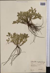 Potentilla cinerea subsp. incana (G.Gaertn., B.Mey. & Scherb.) Asch., Middle Asia, Northern & Central Kazakhstan (M10) (Kazakhstan)