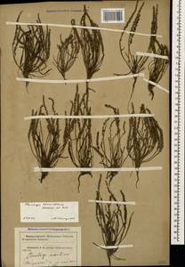 Plantago tenuiflora Waldst. & Kit., Caucasus, Krasnodar Krai & Adygea (K1a) (Russia)