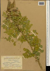 Colutea arborescens L., Caucasus, Stavropol Krai, Karachay-Cherkessia & Kabardino-Balkaria (K1b) (Russia)