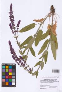 Salvia nemorosa subsp. pseudosylvestris (Stapf) Bornm., Eastern Europe, Lower Volga region (E9) (Russia)