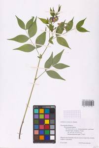 Lathyrus vernus (L.) Bernh., Eastern Europe, Central region (E4) (Russia)