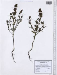 Melampyrum arvense L., Western Europe (EUR) (Bulgaria)