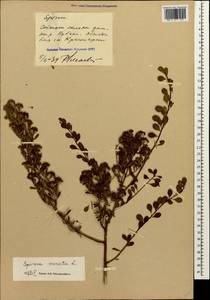 Spiraea crenata L., Caucasus, Stavropol Krai, Karachay-Cherkessia & Kabardino-Balkaria (K1b) (Russia)