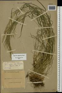 Agrostis gigantea Roth, Eastern Europe, North Ukrainian region (E11) (Ukraine)