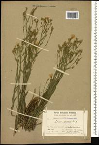 Linum nervosum Waldst. & Kit., Caucasus, Armenia (K5) (Armenia)
