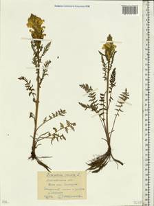 Pedicularis, Eastern Europe, Moscow region (E4a) (Russia)